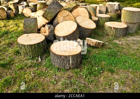 Bäume in Stücke geschnitten, warten auf aus dem Wald bewegt werden, bucking Konzept Stockfoto