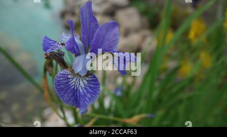 Schöne blaue Iris Pflanze Nahaufnahme mit Teich im Hintergrund Stockfoto