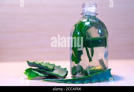 Infusion von Aloe Vera. Aloe Vera ist eine Pflanze für seine medizinischen und kosmetischen Eigenschaften, die verwendet werden, um verschiedene Arten von Krankheiten und als zu behandeln bekannt Stockfoto