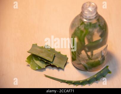 Infusion von Aloe Vera. Aloe Vera ist eine Pflanze für seine medizinischen und kosmetischen Eigenschaften, die verwendet werden, um verschiedene Arten von Krankheiten und als zu behandeln bekannt Stockfoto