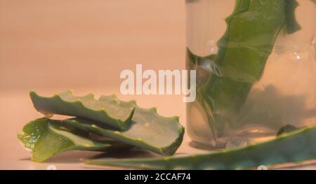 Infusion von Aloe Vera. Aloe Vera ist eine Pflanze für seine medizinischen und kosmetischen Eigenschaften, die verwendet werden, um verschiedene Arten von Krankheiten und als zu behandeln bekannt Stockfoto