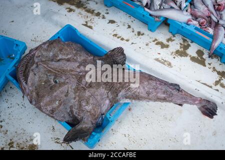 Frisch gefangener Angler-Fisch (Lophius piscatorius), der am Dock im Hafen von Palamós entladen werden kann. Costa Brava. Katalonien. Spanien. Stockfoto