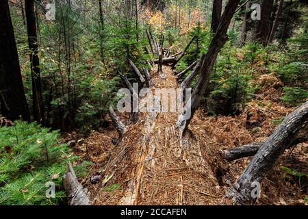 Fäulnis Baumstamm. Der alte Stumpf, bedeckt mit einem Moos im Wald. Stockfoto