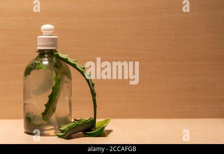 Infusion von Aloe Vera. Aloe Vera ist eine Pflanze für seine medizinischen und kosmetischen Eigenschaften, die verwendet werden, um verschiedene Arten von Krankheiten und als zu behandeln bekannt Stockfoto