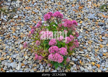 Helle Bush mit rosa Blütenstände mit saftigen Sedum Blumen close-up, lat. (Hylotelephium spectabile) - schöne dekorative Pflanze für den Garten land Stockfoto