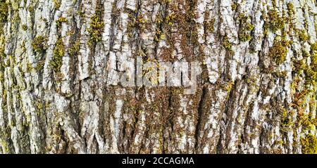 Textur der weißen Rinde eines Baumes mit grünem Moos und Flechten, als Hintergrund Stockfoto