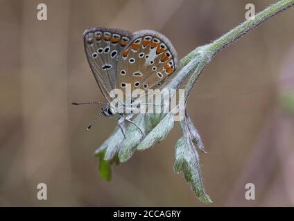 Chapman's Blue Butterfly, Polyommatus Thersites, auf einem Blatt Stockfoto