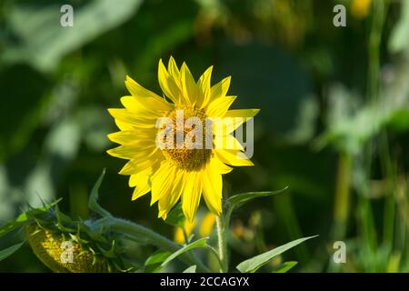 Nahaufnahme einer Sonnenblume in der Sommersaison Stockfoto