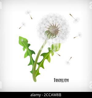 Löwenzahn-Pflanze mit grünen Blättern und fliegenden Samen im Wind isoliert auf Vignette Hintergrund. Schriftzug Löwenzahn. Handgezeichnetes Kräutersymbol. Element für Stock Vektor