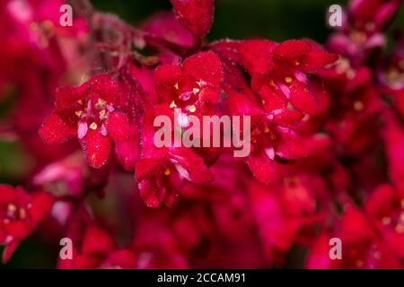 Korallenglocken (Heuchera sanguinea 'Silver Lode') Stockfoto