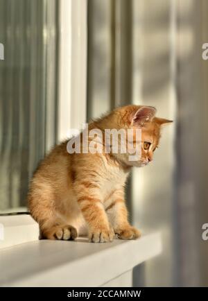 Red Kitten sitzt auf einer Fensterbank und schaut nach unten. Britische Kurzhaar-Kätzchen-Katze Stockfoto