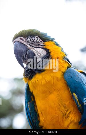 Alter brasilianischer Ara, 40 Jahre alt, gelb-blau-bauchiger Vogel, im Amazonas heimisch, Haustiertier. Stockfoto