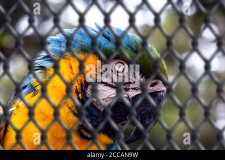 Alter Ara-canindé, mit gelben und blauen Bäuchen, der in Gefangenschaft misshandelt wurde. Verwundete Vogel, Tierhandel. Konzept des Tieres hinter Gittern, imp Stockfoto