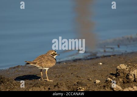 Kleiner Ringelpfeifer. Kleiner Vogel in seiner natürlichen Umgebung. Stockfoto