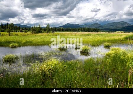 Sumpflandschaft in Bonner County in der Nähe von Priest Lake, Idaho Stockfoto