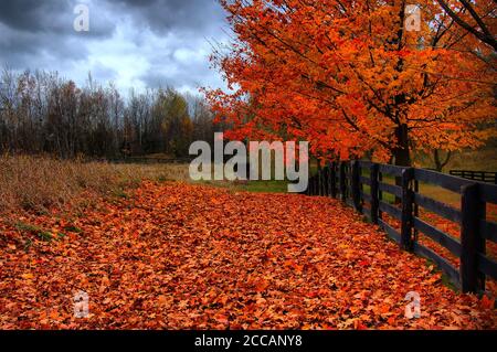 Gefallen schöne rote Ahornblätter von einem Ahornbaum im Herbst im ländlichen Ontario, Kanada, während des Tages Stockfoto