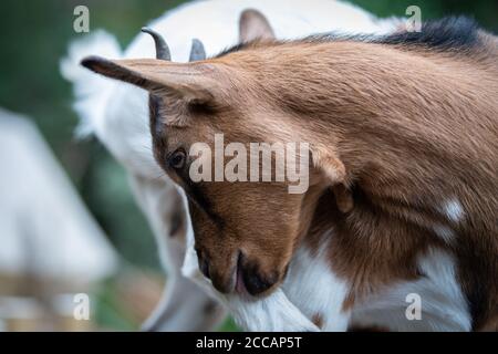 Charmantes Porträt einer Zwergziege Stockfoto