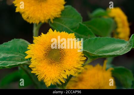Blühend, mit Blütenblättern von leuchtend gelber Farbe, Blütenknospen einer dekorativen Sonnenblume vor dem Hintergrund seiner grünen Laub Stockfoto