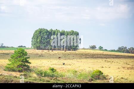 Ländliche Landschaft. Wirtschaftliche Explorationsfelder. Landwirtschaft und Viehzucht. Bundesstaat Rio Grande do Sul - Brasilien. Landwirtschaftliche Gebiete. Rinderfarmen und Sojabohnen exp Stockfoto