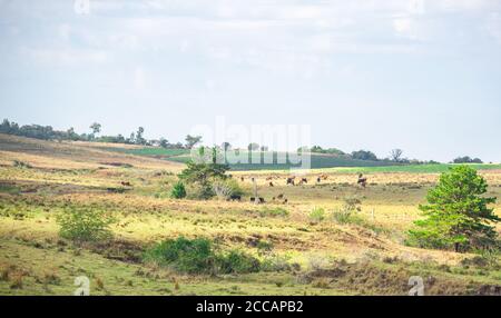 Ländliche Landschaft. Wirtschaftliche Explorationsfelder. Landwirtschaft und Viehzucht. Bundesstaat Rio Grande do Sul - Brasilien. Landwirtschaftliche Gebiete. Rinderfarmen und Sojabohnen exp Stockfoto