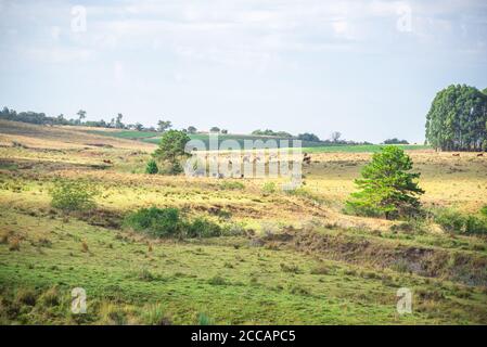 Ländliche Landschaft. Wirtschaftliche Explorationsfelder. Landwirtschaft und Viehzucht. Bundesstaat Rio Grande do Sul - Brasilien. Landwirtschaftliche Gebiete. Rinderfarmen und Sojabohnen exp Stockfoto