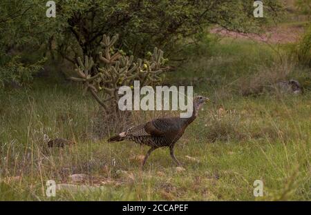 Eine weibliche Gould's turkey, eine von Arizonas zwei einheimischen wilden putenarten, und eine ihrer Küken, bewegt sich durch das Grasland in den Ausläufern der Stockfoto