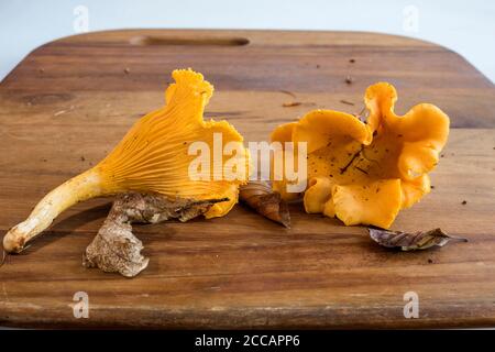 Frisch geerntete Pfifferlinge auf Holzbrett. Querformat. Konzept, Nahrungssuche, Selbstversorgung, grün, Ökologie, Kochen, Essen, Frische. Stockfoto