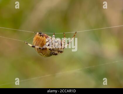 Vierfleckige Orb Weaver (Araneus quadratus), weiblich, die an ihrem Web arbeitet, Kirconnel Flow Nature Reserve, Dumfries, SW Schottland Stockfoto