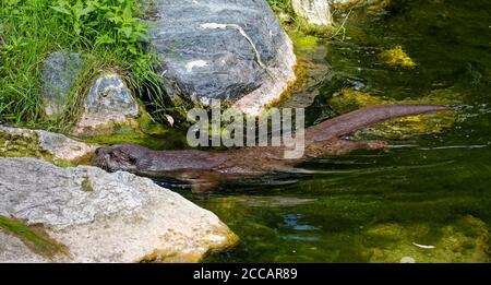 Flussotter im Wasser, kleine Tierwelt, Wassersäuger, Marine, Ruhe an Felsen, Tier, nasses Fell, eurasisch, Lutra lutra, Störche und Otter Reintroducti Stockfoto