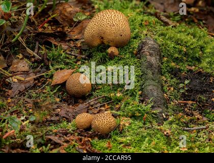 Puffball (Lycoperdon umbrinum) in Kiefernwäldern, Kirconnel Flow naturereserve, Dumfries, SW Schottland Stockfoto