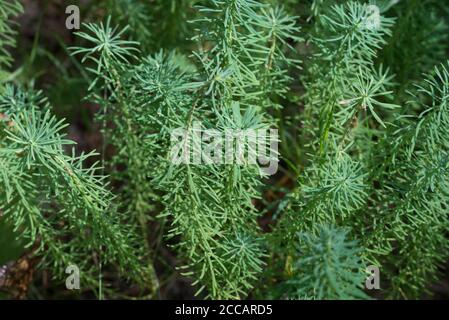 Euphorbia cyparissia, Zypresse spurgen grüne Blätter Nahaufnahme selektiver Fokus Stockfoto