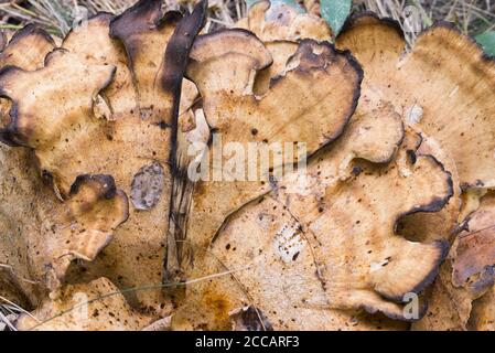 Meripilus giganteus, riesiger Polyporenpilz, Nahaufnahme selektiver Fokus Stockfoto