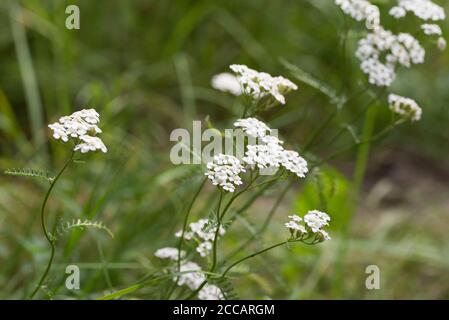 Achillea millefolium, geläufige, weißblühende Blüten in Wiesenmakro selektiver Fokus Stockfoto