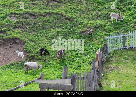 Für einen Holzzaun auf den grünen Hängen der Ziegen weiden Frühling. Stockfoto