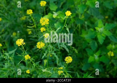 Grüner natürlicher Hintergrund. Kräuter und gelbe Blüten von Sisymbrium Stockfoto