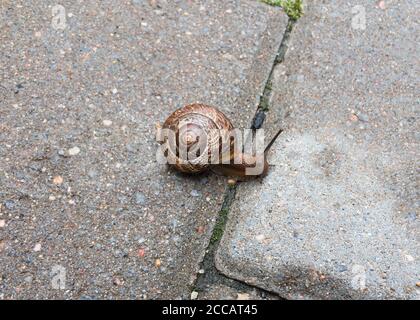 Kleine Schnecke auf der Fliese aus nächster Nähe. Selektiver Fokus. Hochwertige Fotos Stockfoto