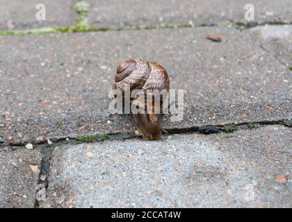 Kleine Schnecke auf der Fliese aus nächster Nähe. Selektiver Fokus. Hochwertige Fotos Stockfoto