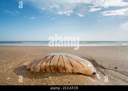 Kompass Quallen (Chrysaora hysoscella) gewaschen an Land am Sandstrand entlang der Nordseeküste Stockfoto