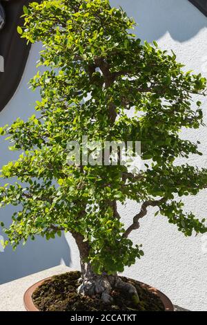 Celtis sinensis, 60 Jahre alt - chinesischer Hackberry Bonsai Baum in braunem Pflanzgefäß, Chinesischer Garten, Montreal Botanical Garden, Quebec, Kanada Stockfoto