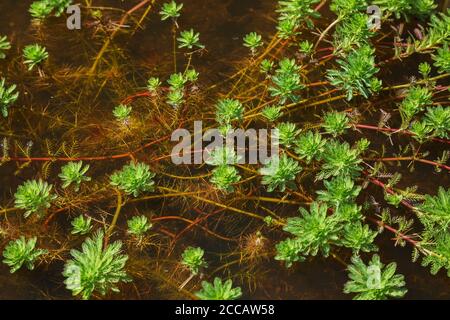 Myriophyllum aquaticum - Papagei Feather watermilfoli. Stockfoto