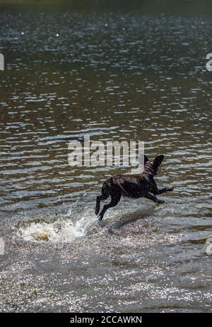 Schwarzer Hund läuft über die Oberfläche eines Sees Stockfoto