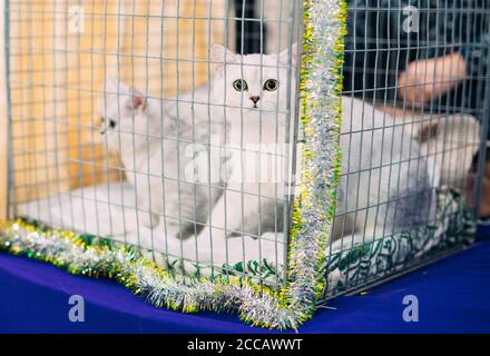 Ausstellung oder fair Katzen. Katzen im Käfig. Stockfoto