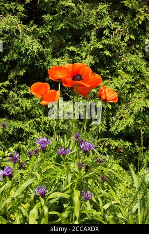 Orange Papaver orientale - Orientalische Mohnblumen umrahmt von Thuja occidentalis - Zedernbaumhecke im Garten im Garten im Sommer. Stockfoto