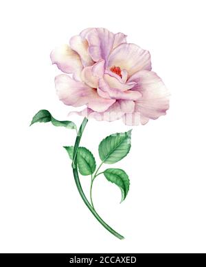 Rosa Rosenblüte mit grünen Blättern isoliert auf einem weißen Hintergrund Stockfoto