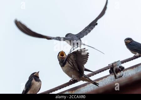 Erwachsene Schwalbe (Hirundo rustica) füttert eine junge Jungschwalbe auf dem Dach. Stockfoto