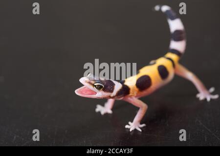 Ein süßer Leopardengecko steht in einer defensiven Haltung. Kleine Eidechse (Eublepharis Macularius). Stockfoto