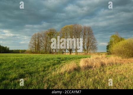 Blühende Bäume und Sträucher in einer grünen Wiese Stockfoto