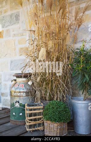 Verschiedene Pflanzen, einschließlich Ziergraspflanzen, Metall-Milcheimer und Dekorationen auf der Veranda des Landhausstil im Herbst Stockfoto