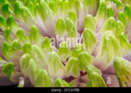 Nahaufnahme von China Aster Blütenblätter mit Regentropfen gespritzt. Stockfoto