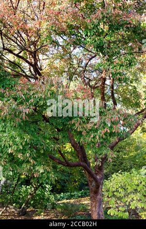 Acer griseum im Herbst. Paperbark Ahornbaum. Stockfoto